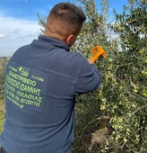 Εξαιρετικό παρθένο ελαιόλαδο 50ML γυαλί Σταλίδα, από την οικογένεια Νταμπώση, συγκομιδή 2024/2025 Βεροία,Ελλάδα,ψυχρή έκθλιψη,ποικιλία κορωνέικη,χωρίς φυτοφάρμακα, Βελούδινη φρουτώδης γεύση